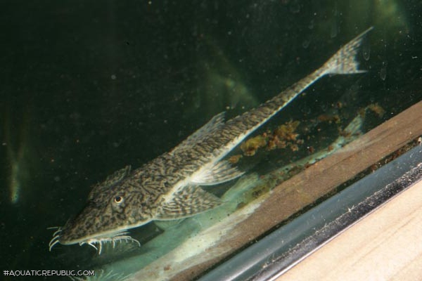 Pseudohemiodon sp. `VENEZUELA`